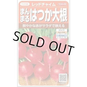 画像: 送料無料　[大根]　はつかだいこん　レッドチャイム　約350粒　(株)サカタのタネ　実咲350（003093）