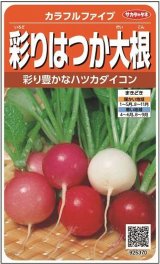 画像: 送料無料　[大根]　はつかだいこん　カラフルファイブ　約350粒　(株)サカタのタネ　実咲250（003094）