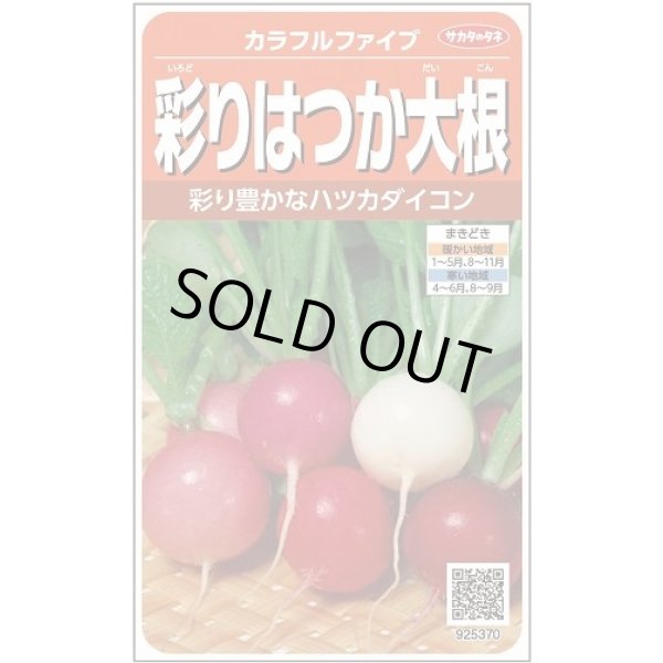 画像1: 送料無料　[大根]　はつかだいこん　カラフルファイブ　約350粒　(株)サカタのタネ　実咲250（003094） (1)