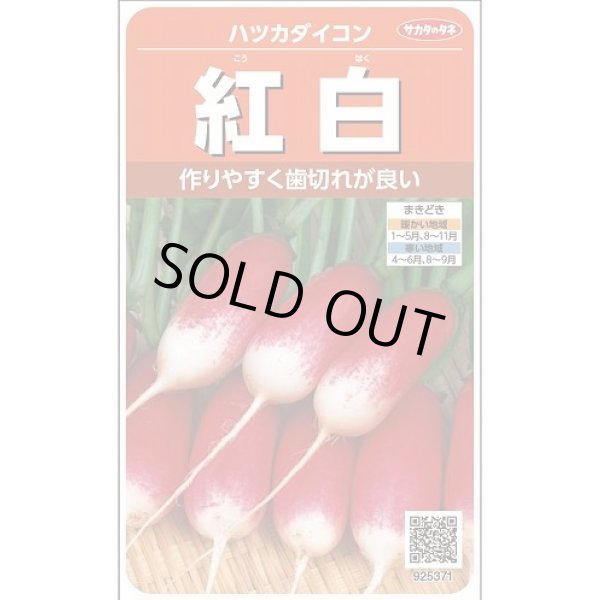 画像1: 送料無料　[大根]　はつかだいこん　紅白　約525粒　(株)サカタのタネ　実咲250（003095） (1)