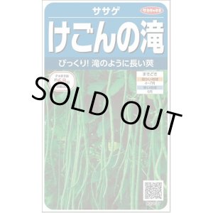 画像: 送料無料　[豆類]　ササゲ　けごんの滝　約35粒　(株)サカタのタネ実咲250（003126）