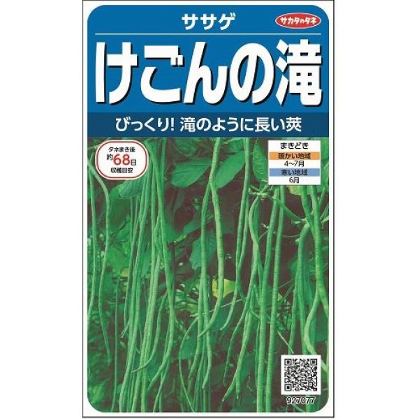 画像1: 送料無料　[豆類]　ササゲ　けごんの滝　約35粒　(株)サカタのタネ実咲250（003126） (1)
