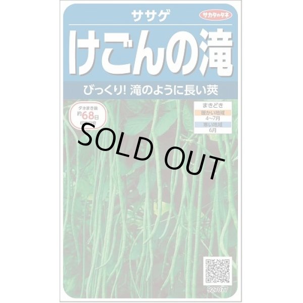 画像1: [豆類] ササゲ けごんの滝 約35粒 (株)サカタのタネ実咲250(003126) (1)