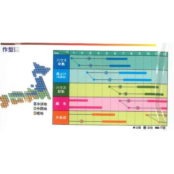 画像2: [トマト]　大玉トマト　みそら64　8粒　ヴィルモランみかど (2)