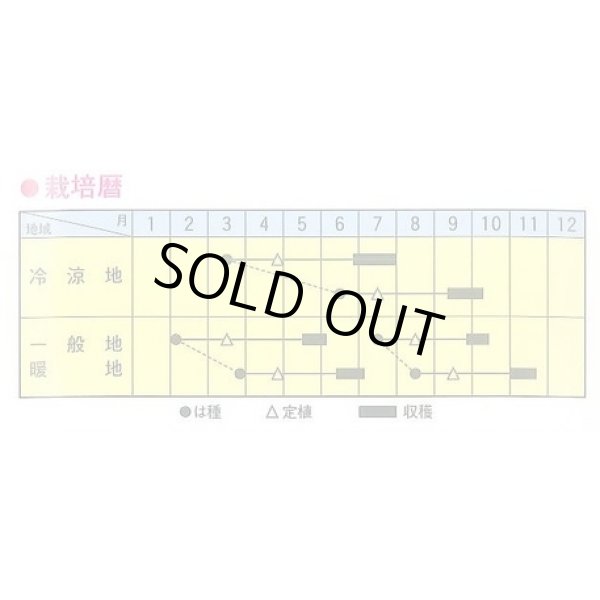 画像2: 送料無料　[キャベツ]　ミニキャベ　20ml　トキタ種苗(株) (2)