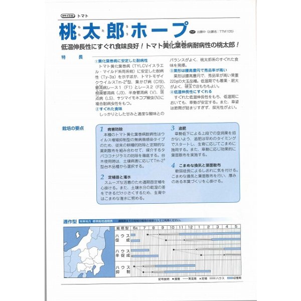 画像3: 送料無料　[トマト/桃太郎系]　桃太郎ホープ　1000粒　貴種(コートしてません)　タキイ種苗(株) (3)