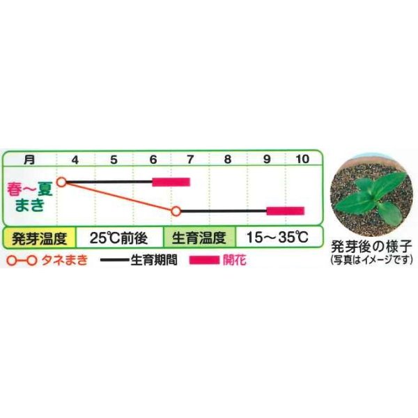 画像2: 花の種　ひまわり　F1　モネ　パレット　小袋　タキイ種苗（株） (2)