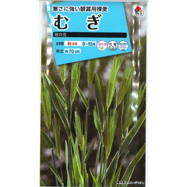 画像1: 送料無料　花の種　むぎ　笹の雪　8ml　タキイ種苗(株)NL150 (1)