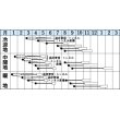 画像2: [白菜]　無双　ペレット150粒　タキイ種苗（株）　 (2)