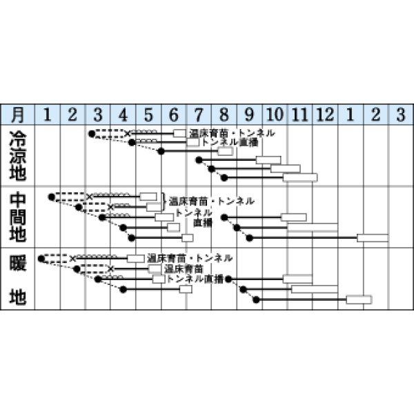 画像2: [白菜]　無双　20ｍｌ　タキイ種苗（株） (2)