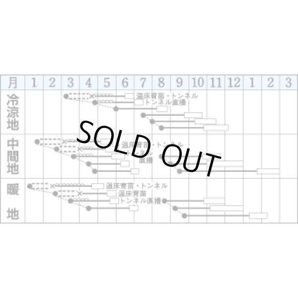 画像2: 送料無料　[白菜]　無双　ペレット150粒　タキイ種苗(株) (2)