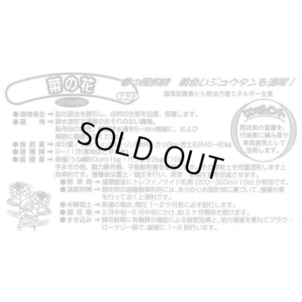 画像4: [景観形成作物]　菜の花　500g　カネコ種苗（株） (4)