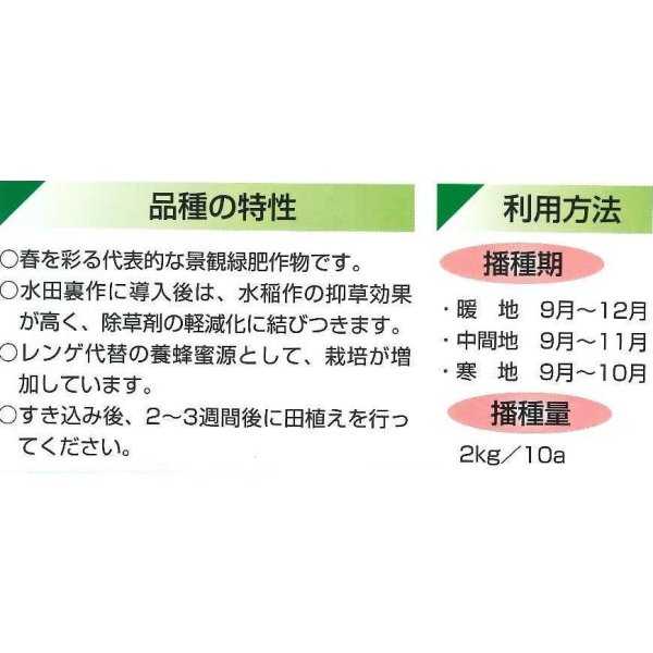 画像3: [景観形成作物] 菜の花 500g カネコ種苗（株） (3)