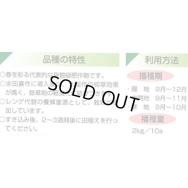 画像3: [景観形成作物]　菜の花　500g　カネコ種苗（株） (3)