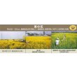 画像2: [景観形成作物]　菜の花　500g　カネコ種苗 (2)