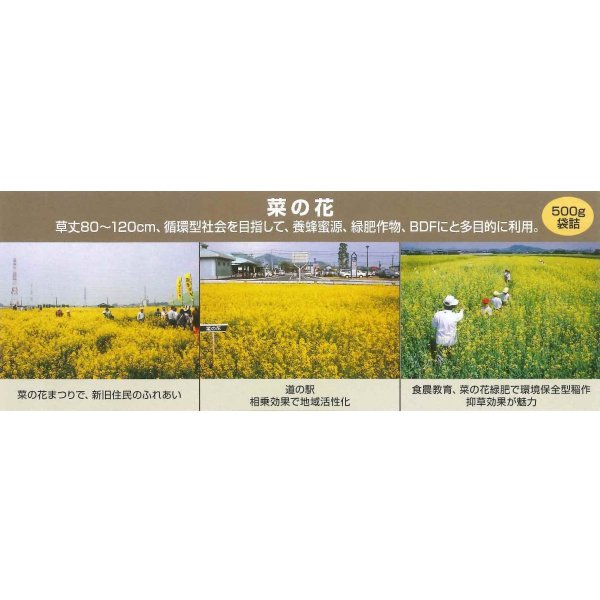 画像2: [景観形成作物] 菜の花 500g カネコ種苗（株） (2)