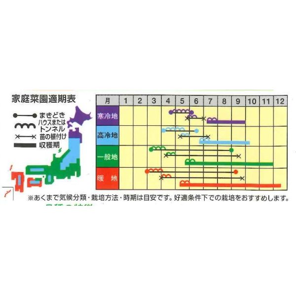 画像2: [キュウリ]　なるなる　18粒　ナント種苗（株） (2)