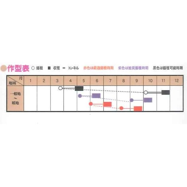 画像3: [シーダー種子]　小松菜　夏の甲子園　1粒×5cm間隔 (3)
