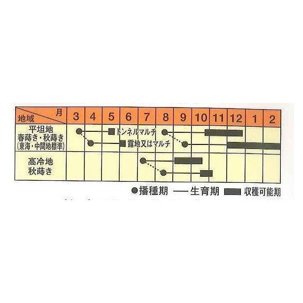 画像2: [シーダー種子]　大根　紅くるり　1粒×30cm×100m (2)