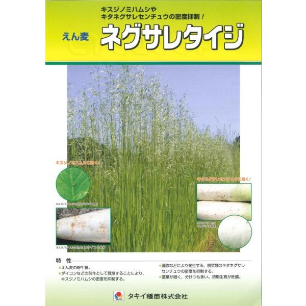 画像3: [緑肥]　アウェナ　ストリゴサ　ネグサレタイジ　1kg　タキイ種苗(株) (3)