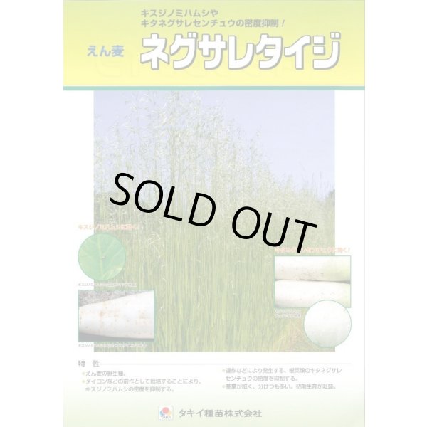画像3: [緑肥] アウェナ ストリゴサ ネグサレタイジ 1kg タキイ種苗(株) (3)