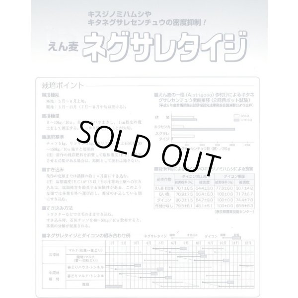 画像4: [緑肥] アウェナ ストリゴサ ネグサレタイジ 1kg タキイ種苗(株) (4)
