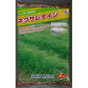 画像: [緑肥]　アウェナ　ストリゴサ　ネグサレタイジ 1kg　タキイ種苗（株）