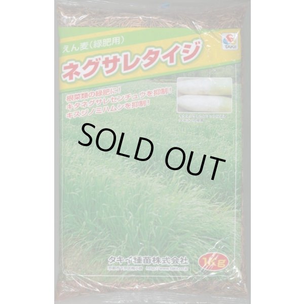 画像1: [緑肥] アウェナ ストリゴサ ネグサレタイジ 1kg タキイ種苗(株) (1)