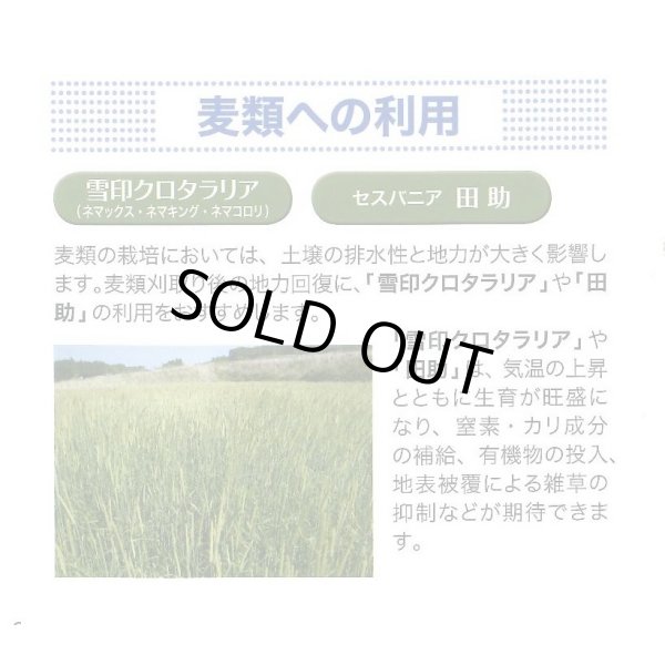 画像5: [緑肥]　クロタラリア　ネマックス　1kg　雪印種苗(株) (5)