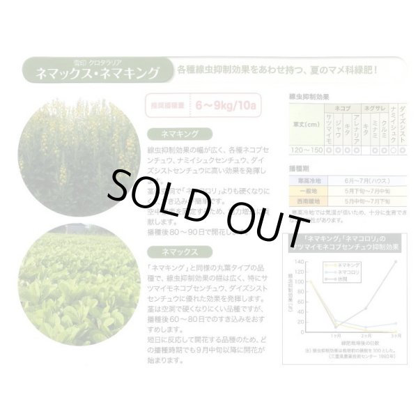 画像4: [緑肥]　クロタラリア　ネマックス　1kg　雪印種苗(株) (4)