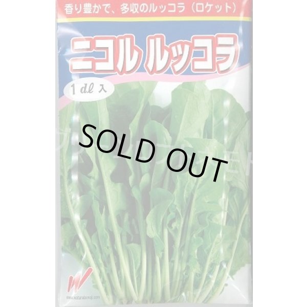 画像1: 送料無料　二コル　ルッコラ　1dl　渡辺農事（株） (1)