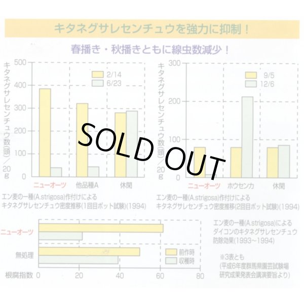 画像4: [緑肥]　ニューオーツ(アウェナストリゴサ)　1kg　カネコ種苗(株) (4)