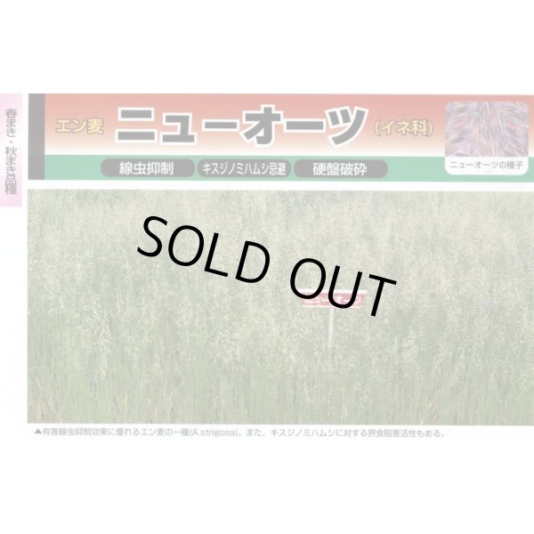 画像2: [緑肥]　ニューオーツ(アウェナストリゴサ)　1kg　カネコ種苗(株) (2)