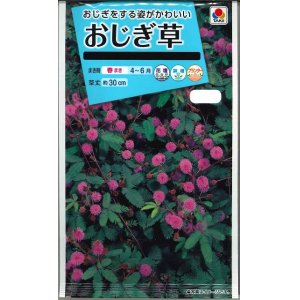 画像: 花の種　おじぎ草　小袋　タキイ種苗（株）