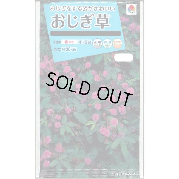 画像1: 花の種 おじぎ草 小袋 タキイ種苗(株)NL150 (1)