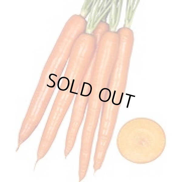 画像4: 送料無料　[人参]　オレンジハーモニー　1000粒　丸種(株) (4)