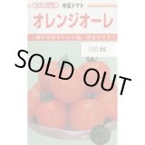 画像: 送料無料　[トマト/中玉トマト]　オレンジオーレ　100粒　カネコ種苗（株）