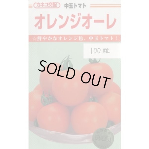 画像1: 送料無料　[トマト/中玉トマト]　オレンジオーレ　100粒　カネコ種苗（株） (1)
