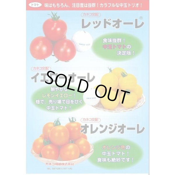 画像3: 送料無料　[トマト/中玉トマト]　オレンジオーレ　100粒　カネコ種苗（株） (3)