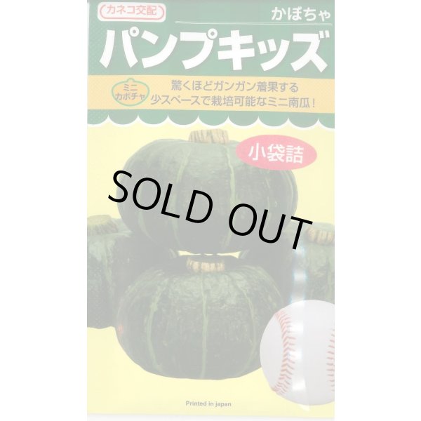 画像1: 送料無料　[かぼちゃ]　ミニカボチャ　パンプキッズ　100粒　カネコ種苗（株） (1)