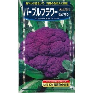 画像: 送料無料　[カリフラワー]　パープルフラワー　コート　1000粒　武蔵野交配