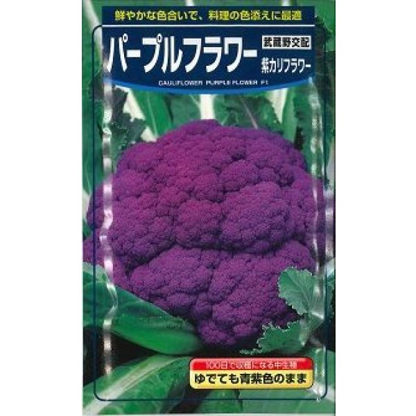 画像1: 送料無料　[カリフラワー]　パープルフラワー　裸種子　5ml(およそ660粒)（株）武蔵野種苗園 (1)