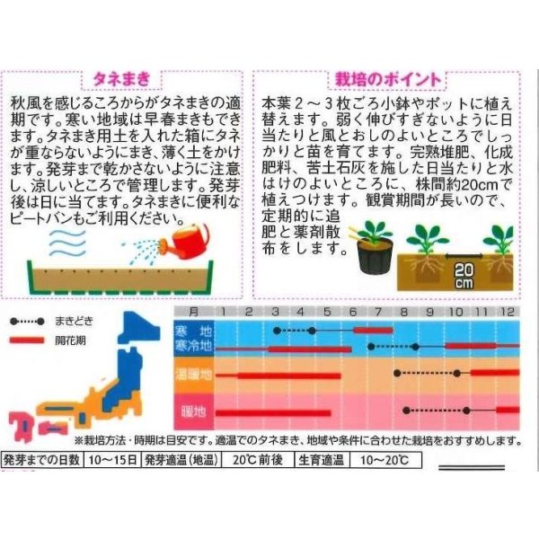 画像2: 花の種 パンジー パシオ イエローブロッチ 約34粒 (株)サカタのタネ 実咲350(026141) (2)