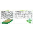 画像2: 送料無料　[ハーブの種]　ペパーミント　約1300粒　(株)サカタのタネ　実咲（003190） (2)