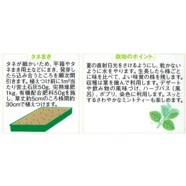 画像2: 送料無料　[ハーブの種]　ペパーミント　約1300粒　(株)サカタのタネ　実咲（003190） (2)