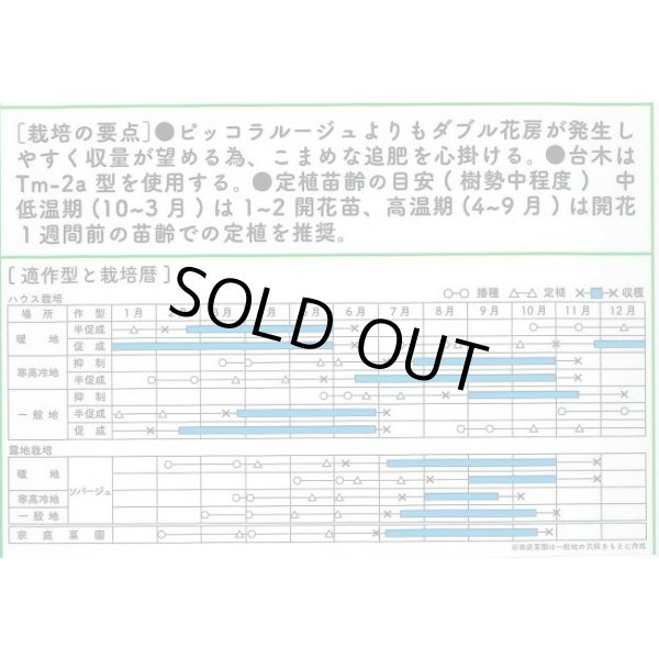 画像2: 送料無料　[ミニトマト]　ピッコラルージュCF　100粒　サナテックシード（株） (2)
