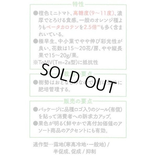 画像3: 送料無料　[ミニトマト]　ピッコラカナリア　8粒　サナテックシード（株） (3)
