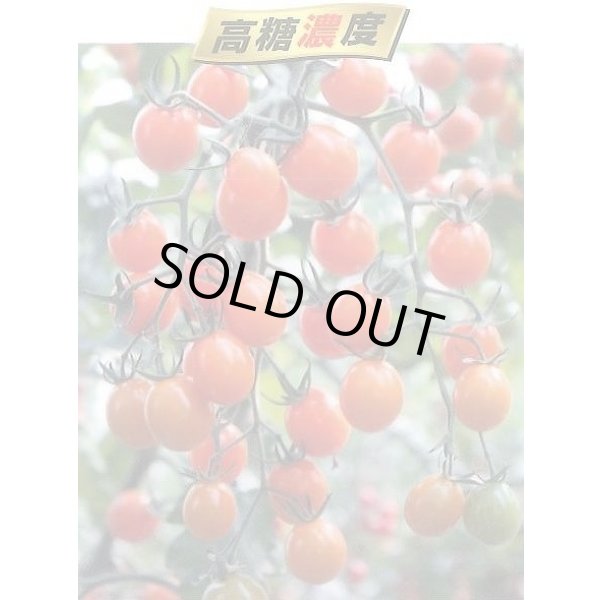 画像4: 送料無料　[ミニトマト]　ピッコラカナリア　8粒　サナテックシード（株） (4)