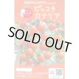 画像: 送料無料　[トマト/マウロの地中海トマト]　ピッコラカナリア　8粒　サナテックシード（株）