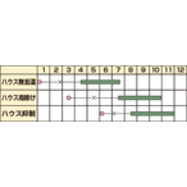 画像3: 送料無料　[トマト/ミニトマト]　プレミアムルビー　100粒　カネコ種苗（株） (3)